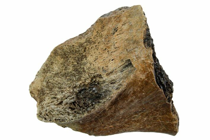 Fossil Tyrannosaur (T rex) Bone Section - Wyoming #352857